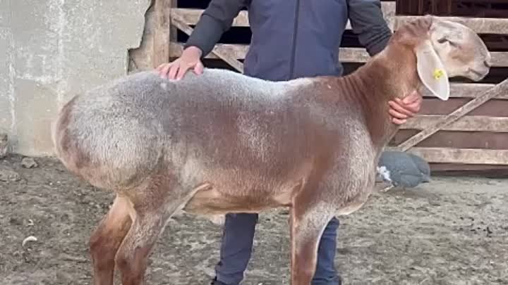 Дракон 1 год и 2 месяца видео на память 