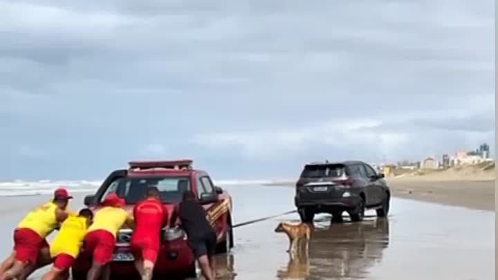 Хвостатый помощник! 😉😃👍