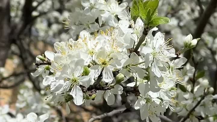 Шикарное цветение вишни