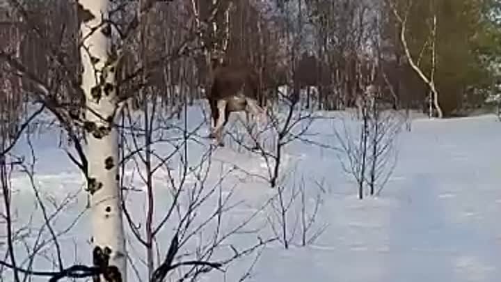 На Ямале сняли завязнувшего в сугробе лося