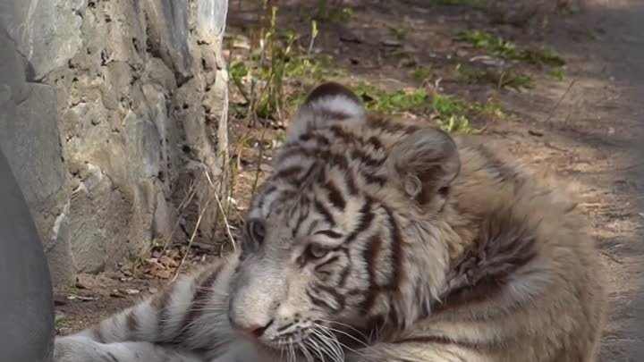 Бенгальский тигрёнок из барнаульского зоопарка переехал в Новосибирск