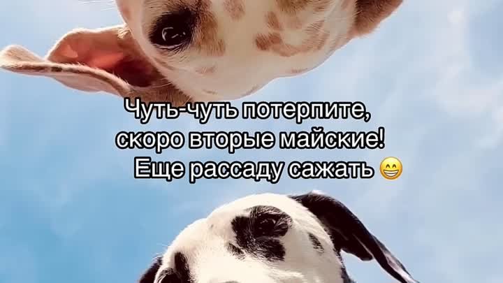 Видео