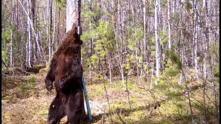 Медведи устроили танцевальный флешмоб в заповеднике на севере края