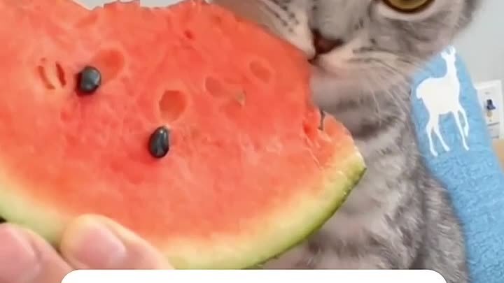 Котик ест арбуз