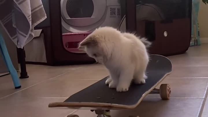 Котёнок научился кататься на скейтборде