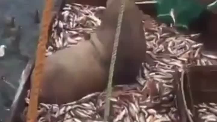 Рыбаки случайно выловили тюленя