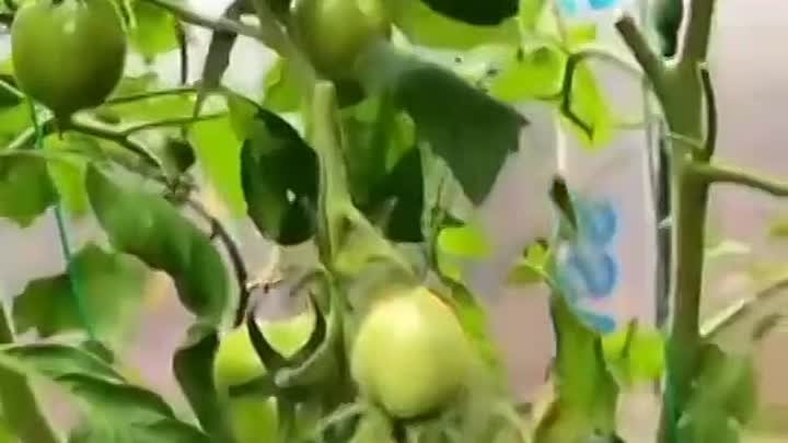 Спасаем томаты от вершиной гнили