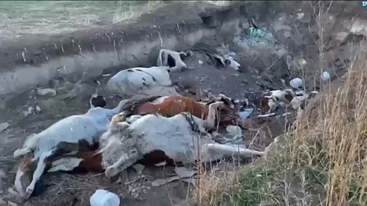 Скотомогильник в Краснотуранском районе