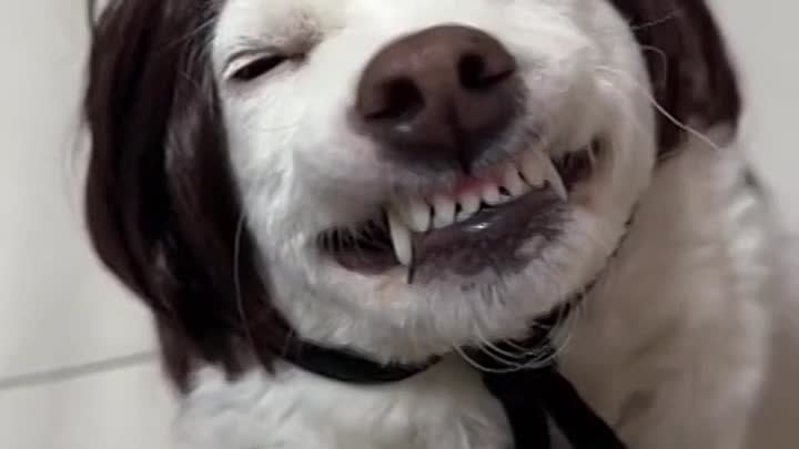 Собака-улыбака 