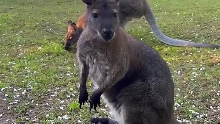 В «Роевом ручье» поделились новым видео с кенгуру
