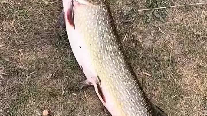 Поймал щуку такую рыбалка удалась