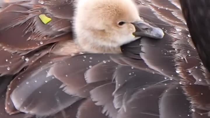 Лебеденок прячется в оперении мамы