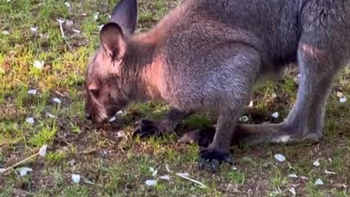 В красноярском зоопарке «Роев ручей» поделилилсь новым видео с кенгуру
