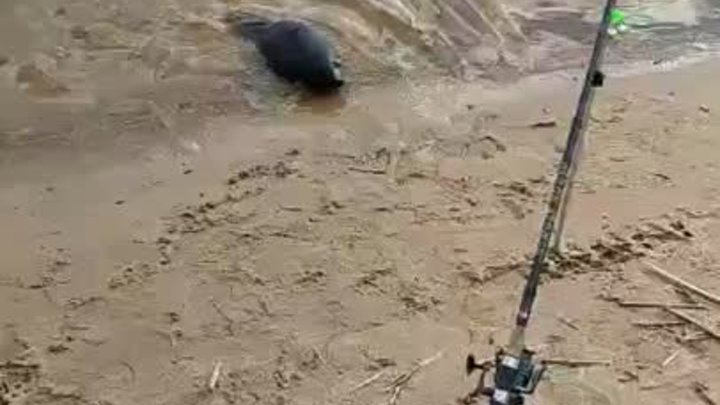 Video by sealrescue