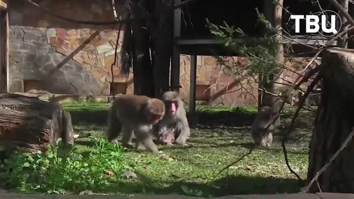 В Ленинградском зоопарке у японских макак родился малыш