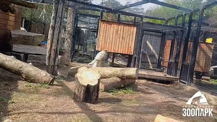 Видео от Челябинский зоопарк