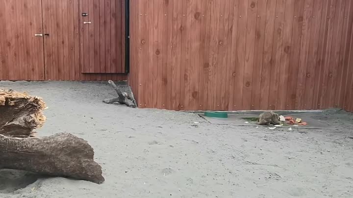 Сурки успешно перезимовали в барнаульском зоопарке