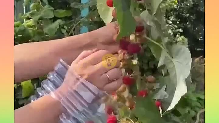 Быстрый способ сбора ягод