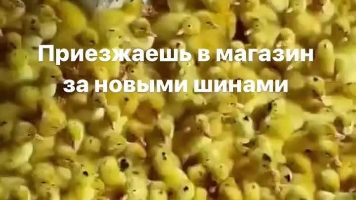 Котик и цыплята