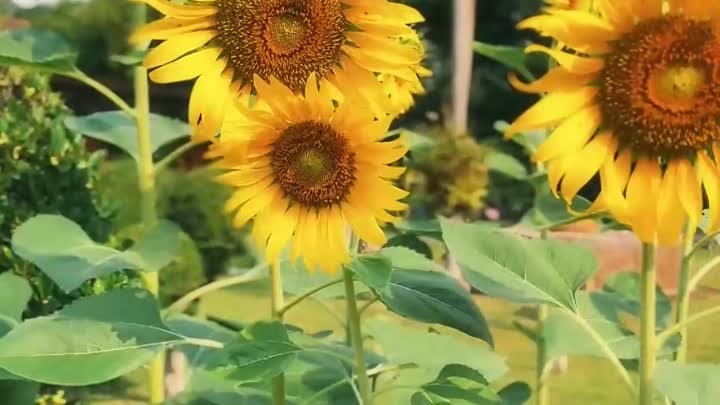 Парк Чатучак в Бангкоке 🌻