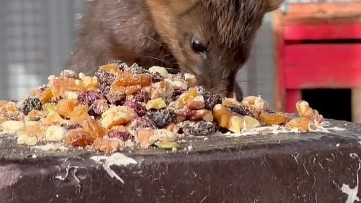 Соболь Бэтмен 🌰 🍇