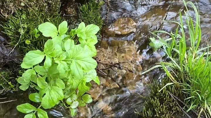 Родник с бодрящей водицей 😀