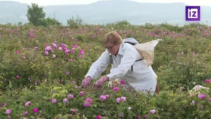 Урожай роз начался в Крыму