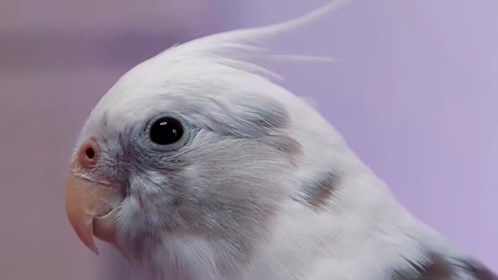 Смешной попугай корелла #животные #птицы #питомцы #попугай #юмор 