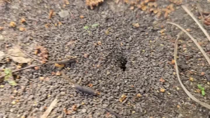 Муравьи 50 лет не возвращаются, быстро избавилась от муравьев и тли  ...