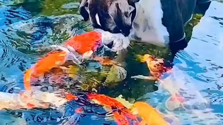 Рыбка целует собаку