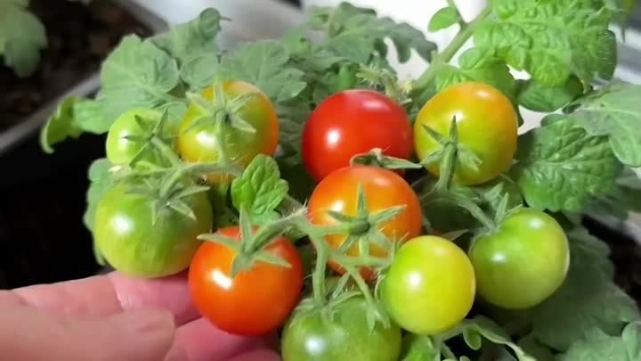 Комнатные томаты - быстрый урожай