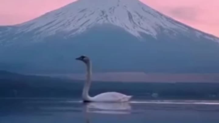 Лебедь на закате