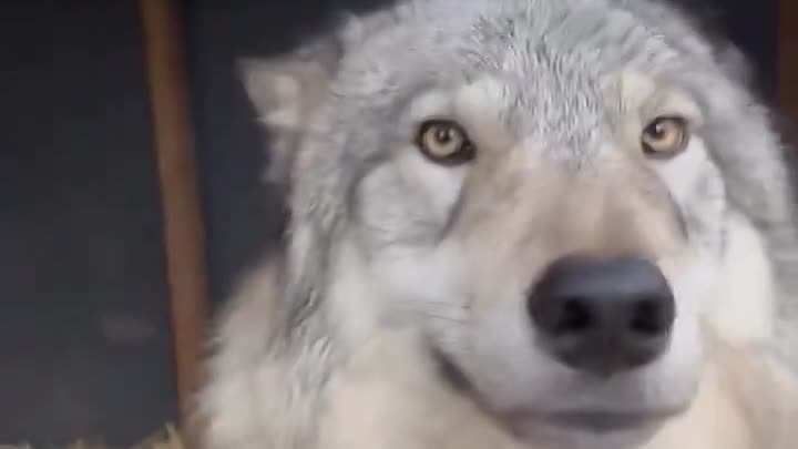 Этот волк определённо любит причесываться