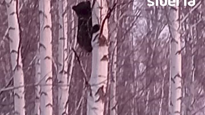 Медвежонка, застрявшего на дереве в Мошковском районе, спасли охотин ...