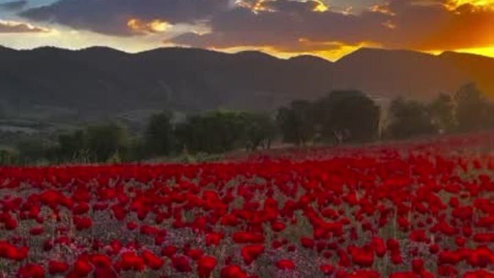 Цветущие поля весеннего Курдистана / Иран