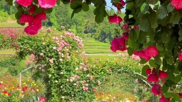 🌸 Розовый сад, Япония 🇯🇵 