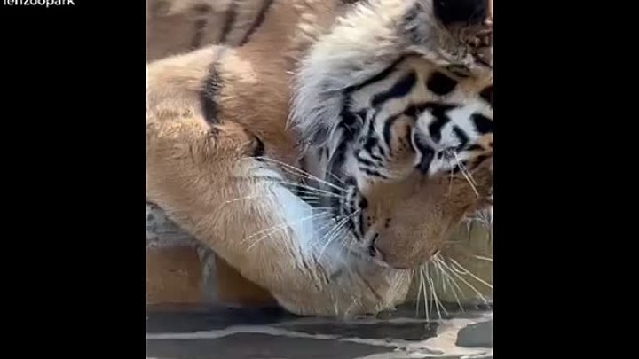 Тигр Зевс играет с водой