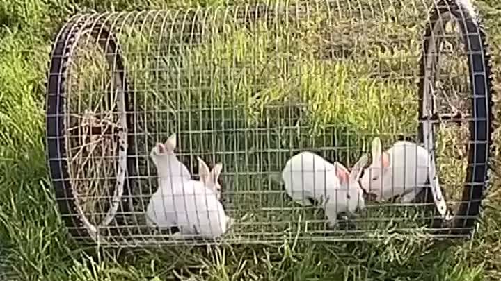 Кролики не только ценный мех