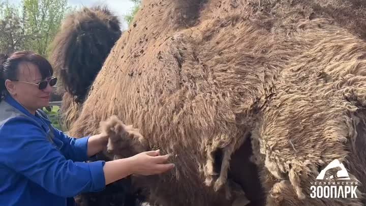 Видео от Челябинский зоопарк