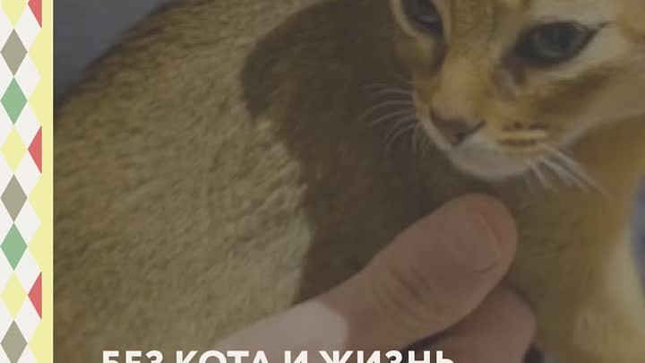 Без кота и жизнь не та