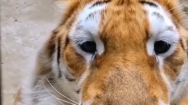 Как мяукают тигры