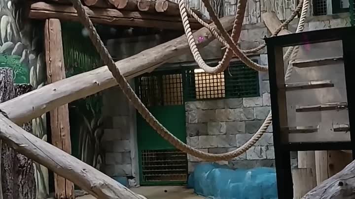 Орангутанг (лесной человек в зоопарке)))