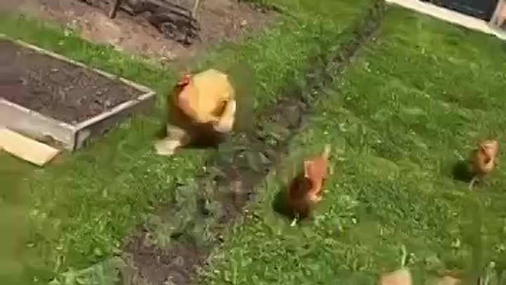 Дэвид Бекхэм со своими курочками 🐓