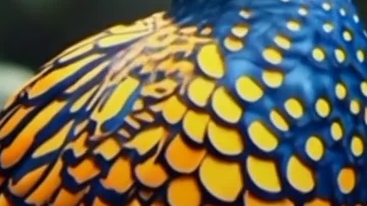 many type of colours birds with nature subhan Allah