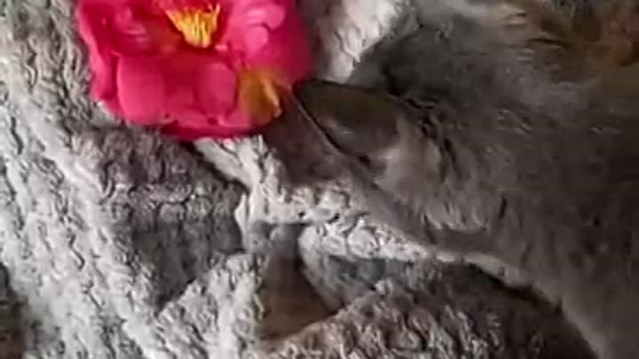 Кошка цветы