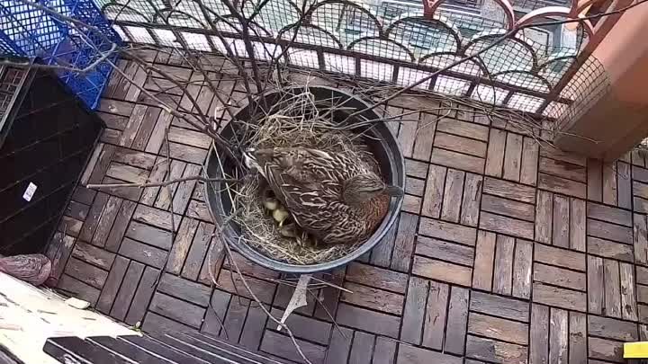 Утка вывела утят на балконе