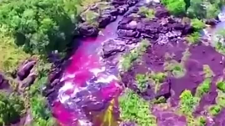 Оцените яркие цвета реки Каньо-Кристалес в Колумбии, которая считает ...