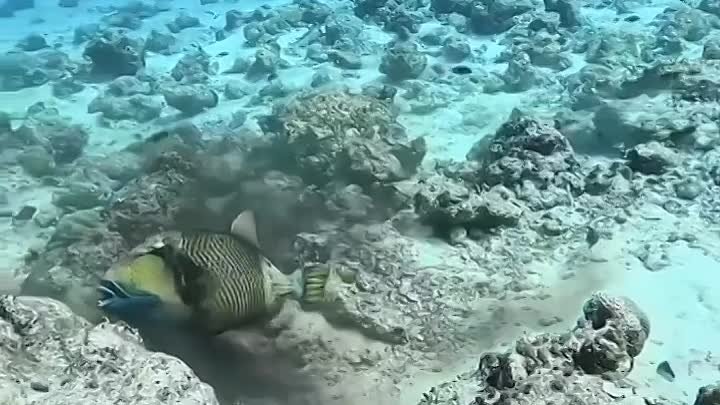 Система защиты осьминогов в действии