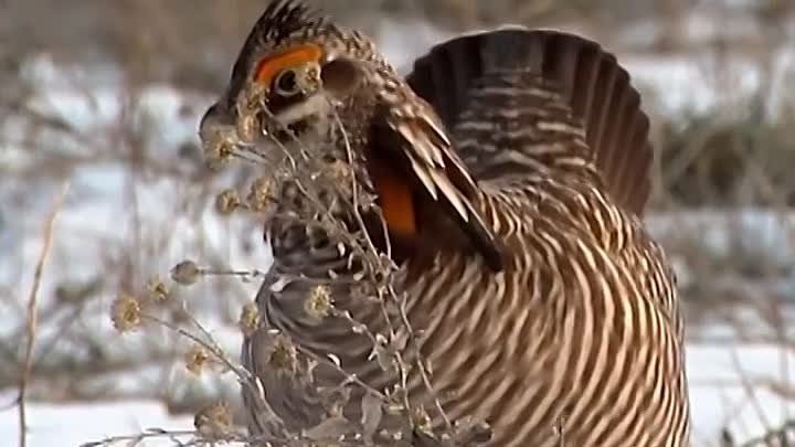 Prairie chickens doing their dance in South Dakota #shorts