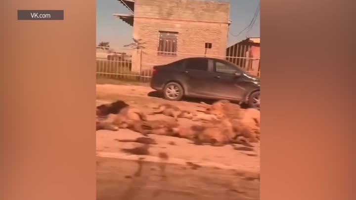 Жесткие кадры из Дагестана: водитель легковушки задавил стадо баранов